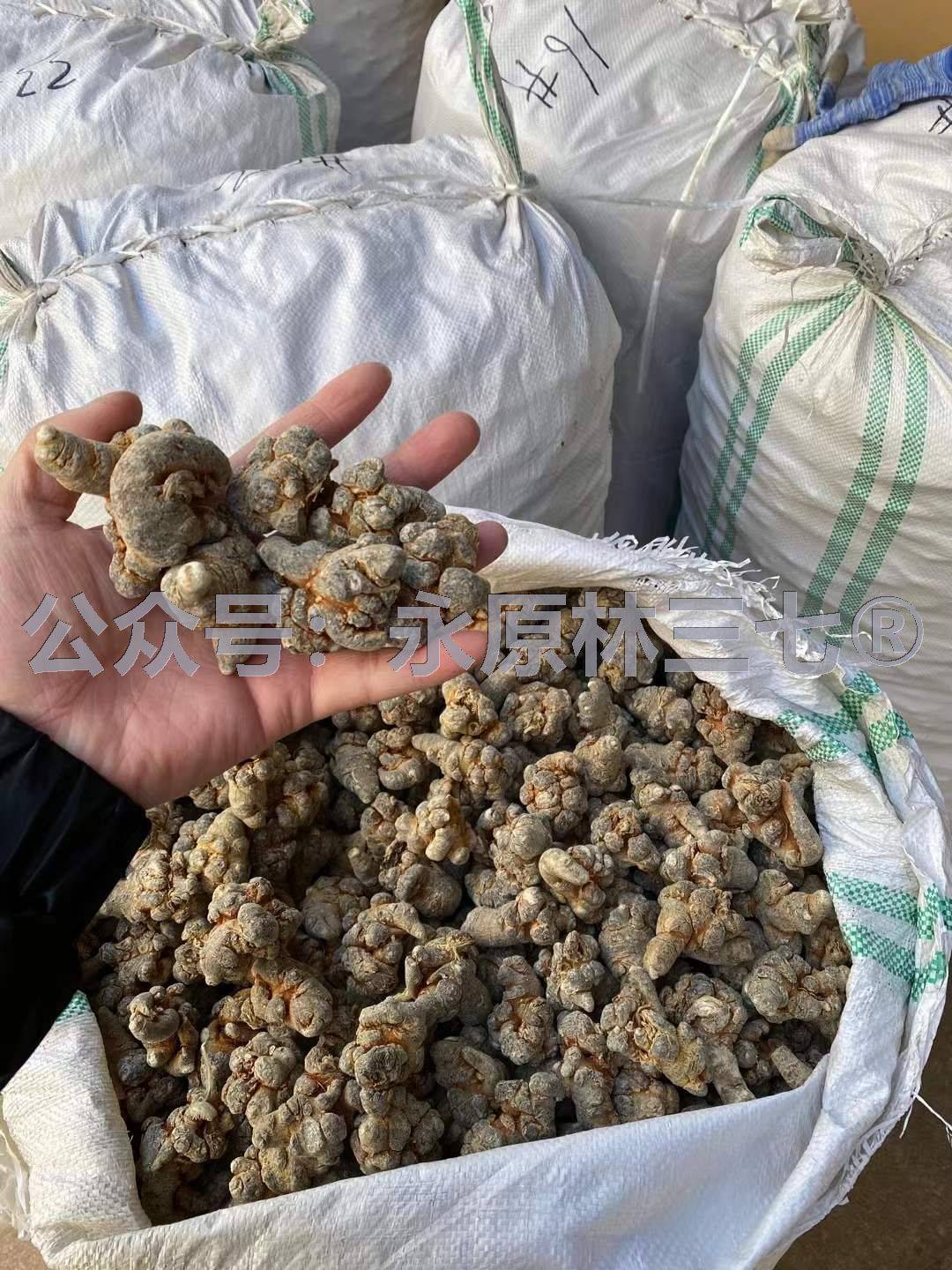 2026文山三七现在多少钱一斤